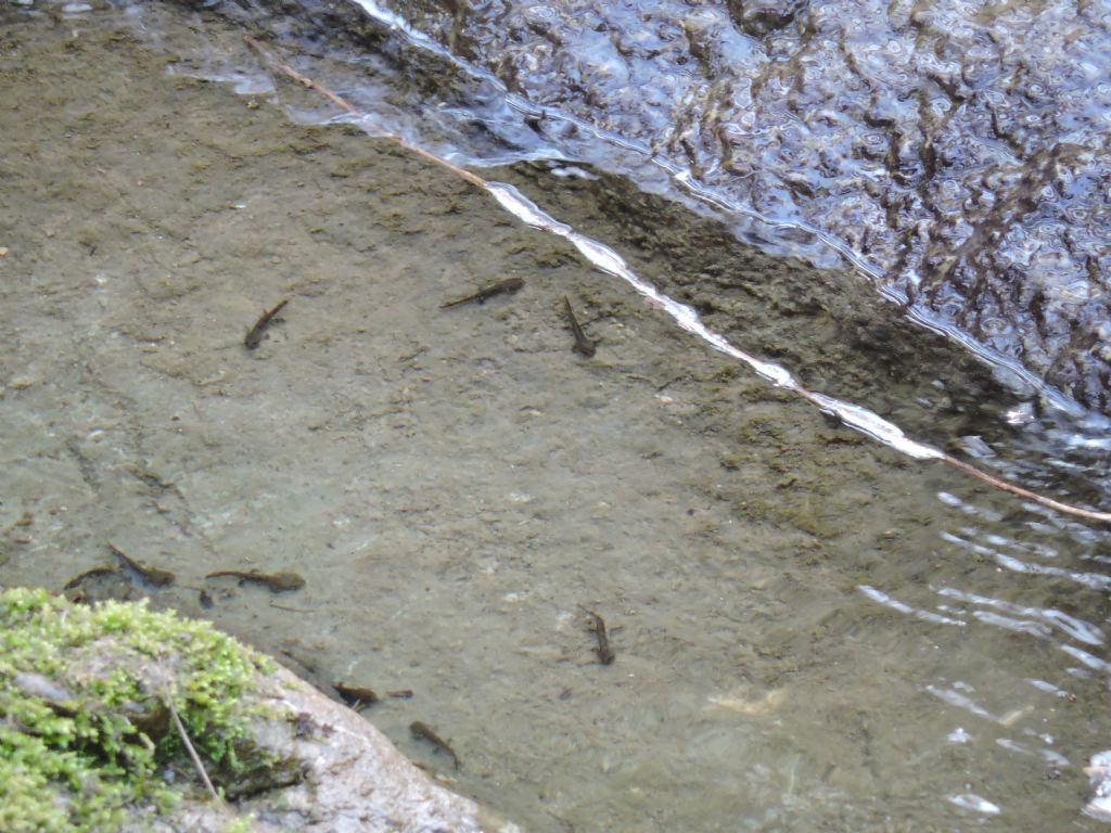 Girini di?.... larve di Salamandra salamandra